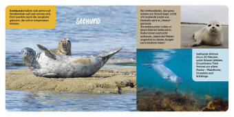 Tiere in der Nordsee 