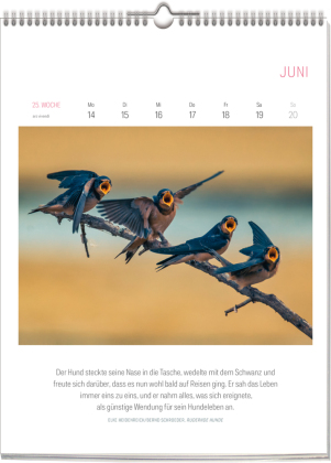 Literarischer Vogel Kalender 2027