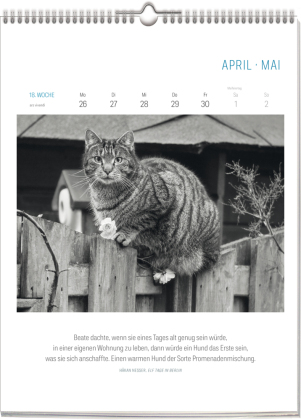 Literarisch durchs Jahr - Katzen 2027