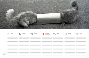 Tischkalender Katzen 2027
