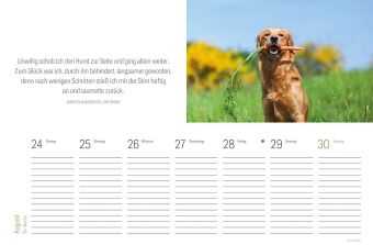 Tischkalender Hunde 2027
