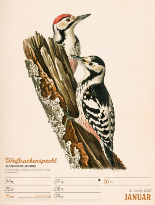 Wunderbare Vogelwelt Wochenplaner Kalender 2027