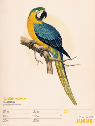 Wunderbare Vogelwelt Wochenplaner Kalender 2027