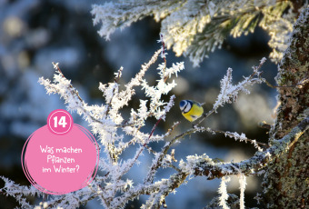 Mein WAS IST WAS Adventskalenderbuch 4