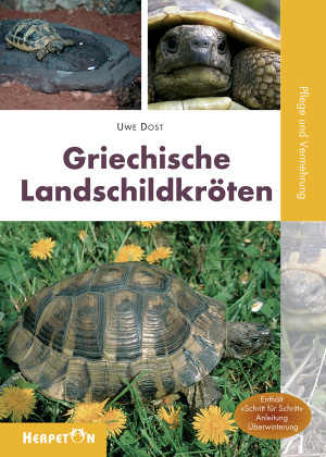 Griechische Landschildkröten