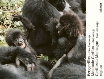 Berggorillas / Gorilles de montagne / Mountain Gorillas 