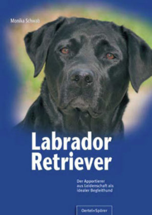 Labrador Retriever 