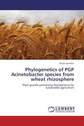 Phylogenetics of PGP Acinetobacter species from wheat rhizosphere 