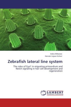 Zebrafish lateral line system 