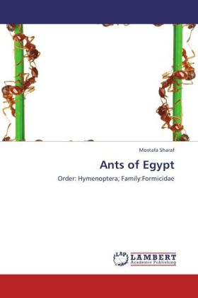 Ants of Egypt 