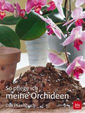 So pflege ich meine Orchideen
