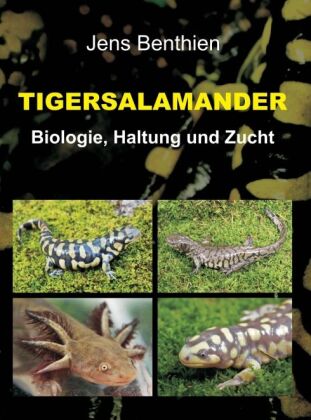 Tigersalamander 