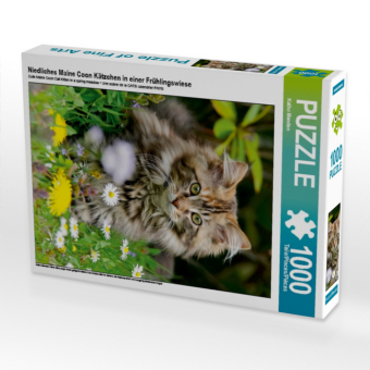 Niedliches Maine Coon Kätzchen in einer Frühlingswiese (Puzzle) 