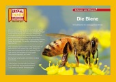 Die Biene / Kamishibai Bildkarten