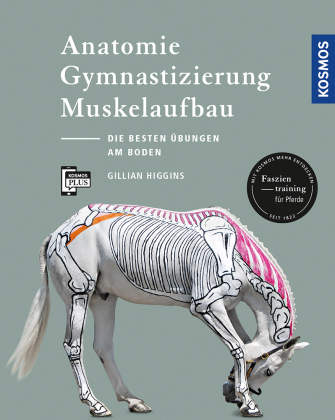 Anatomie, Gymnastizierung, Muskelaufbau