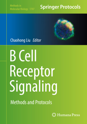 B Cell Receptor Signaling 