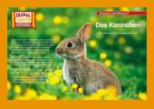 Das Kaninchen / Kamishibai Bildkarten