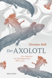 Der Axolotl