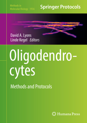 Oligodendrocytes 