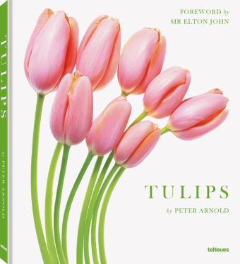 Tulips, small edition 