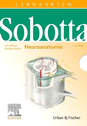 Neuroanatomie, Lernkarten