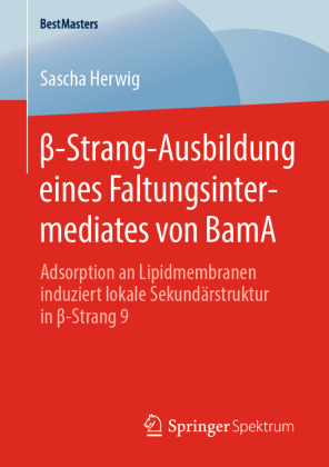 beta-Strang-Ausbildung eines Faltungsintermediates von BamA 