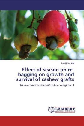 Effect of season on re-bagging on growth and survival of cashew grafts 