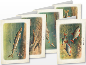 Kunstklappkarten "Süßwasserfische"