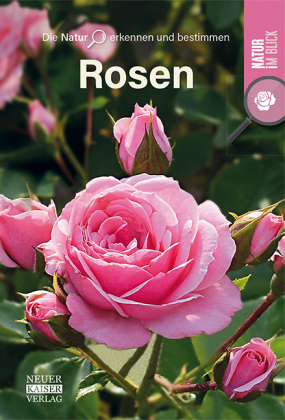 Rosen 