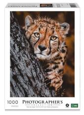 Gepard 1000 Teile (Puzzle)