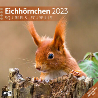 Eichhörnchen Kalender 2023 - 30x30 von Ackermann Kunstverlag  ISBN 978 