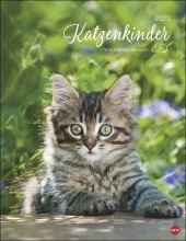 Katzenkinder Posterkalender 2023 von Monika Wegler. Unwiderstehliche Katzenbabys im Porträt. Ein großer Wandkalender mit