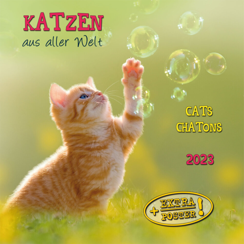 Cats/Katzen 2023