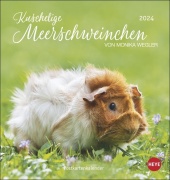 Kuschelige Meerschweinchen Postkartenkalender 2024 von Monika Wegler. Kleiner Kalender mit Porträts der putzigen Nager.