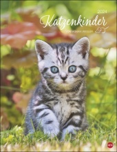 Katzenkinder Posterkalender 2024 von Monika Wegler. Unwiderstehliche Katzenbabys im Porträt. Ein großer Wandkalender mit