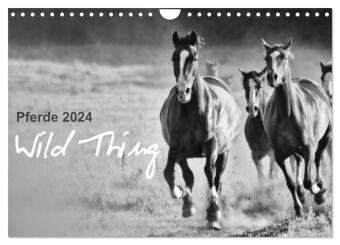 Pferde 2024 Wild Thing (Wandkalender 2024 DIN A4 quer), CALVENDO Monatskalender 