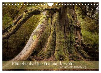 Märchenhafter Reinhardswald und Urwald Sababurg (Wandkalender 2024 DIN A4 quer), CALVENDO Monatskalender 