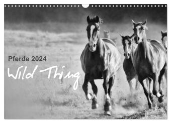 Pferde 2024 Wild Thing (Wandkalender 2024 DIN A3 quer), CALVENDO Monatskalender 