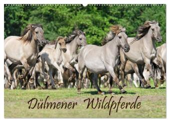 Dülmener Wildpferde (Wandkalender 2024 DIN A2 quer), CALVENDO Monatskalender 