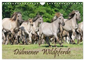 Dülmener Wildpferde (Wandkalender 2024 DIN A4 quer), CALVENDO Monatskalender 