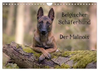 Belgischer Schäferhund - Der Malinois (Wandkalender 2024 DIN A4 quer), CALVENDO Monatskalender 