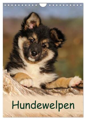 Hundewelpen (Wandkalender 2024 DIN A4 hoch), CALVENDO Monatskalender 