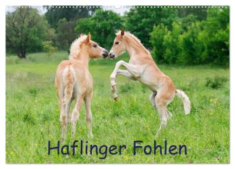 Haflinger Fohlen (Wandkalender 2024 DIN A2 quer), CALVENDO Monatskalender 
