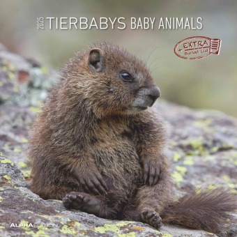 Tierbabys 2025 - Broschürenkalender 30x30 cm (30x60 geöffnet) - Kalender mit Platz für Notizen - Baby Animals - Bildkale
