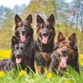 Hunde 2025 - Broschürenkalender 30x30 cm (30x60 geöffnet) - Kalender mit Platz für Notizen - Dogs - Bildkalender - Wandk