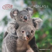 Koalas 2025 - Broschürenkalender 30x30 cm (30x60 geöffnet) - Kalender mit Platz für Notizen - koala bears - Bildkalender