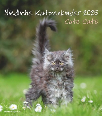 Alpha Edition - Niedliche Katzenkinder 2025 Bildkalender, 30x34cm, Kalender mit niedlichen Katzenkinder-Motiven, Mondpha