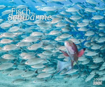 DUMONT - Fischschwärme 2025 Fotokunst-Kalender, 60x50cm, Wandkalender mit bunten Unterwasserwelt-Aufnahmen, schillernde
