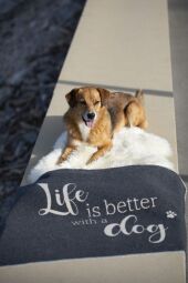 Fussenegger Haustierdecke "life is better " dog, klein