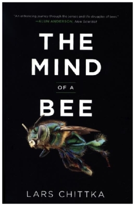 The Mind of a Bee